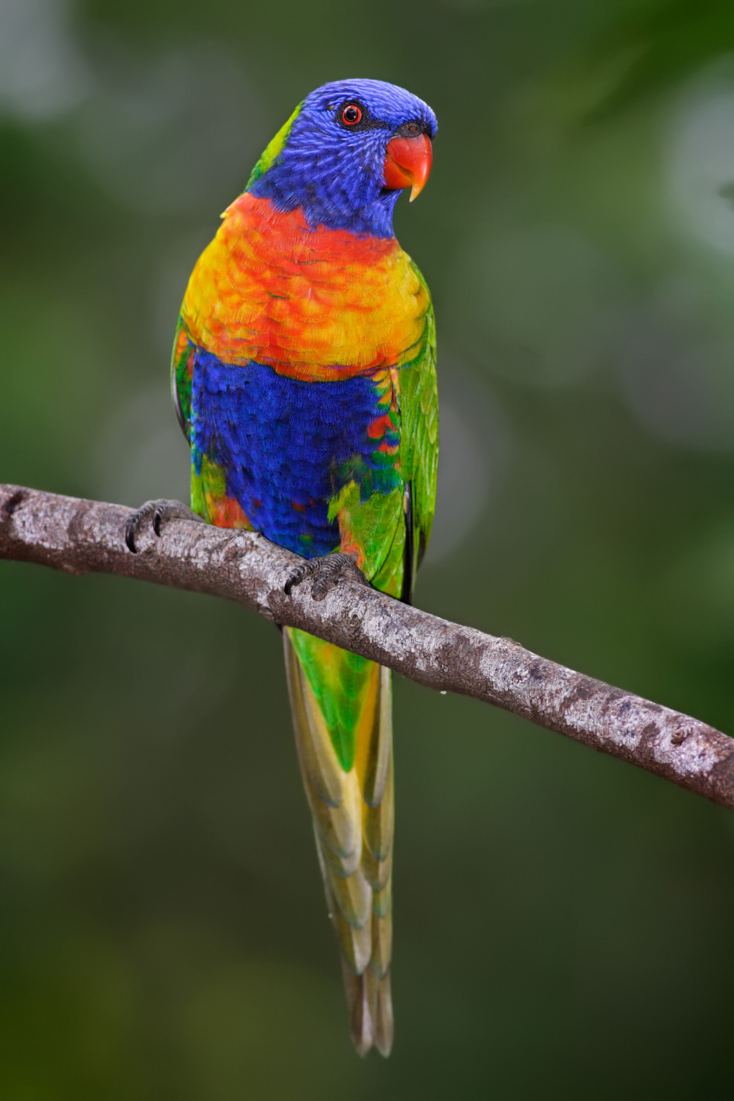 Loriquet arc-en-ciel (Trichoglossus moluccanus)