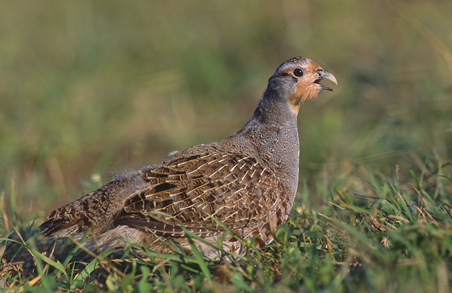 Koroptev polní (Perdix perdix)