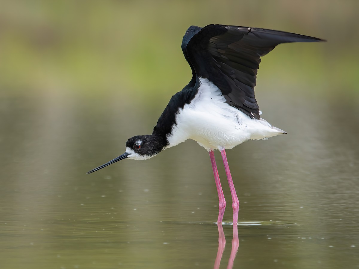 Échasse blanche (Himantopus himantopus)