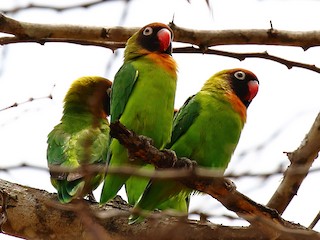 طائر الحب ذو الخدين السوداوين (Agapornis nigrigenis)
