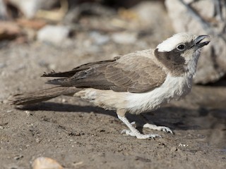 Witkruinsperwer (Eurocephalus anguitimens)