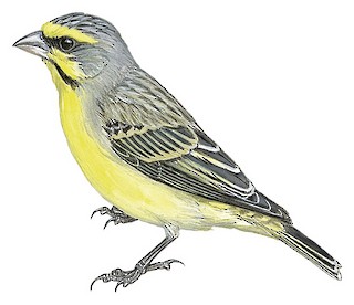 Canario de Frente Amarilla (Crithagra mozambica)