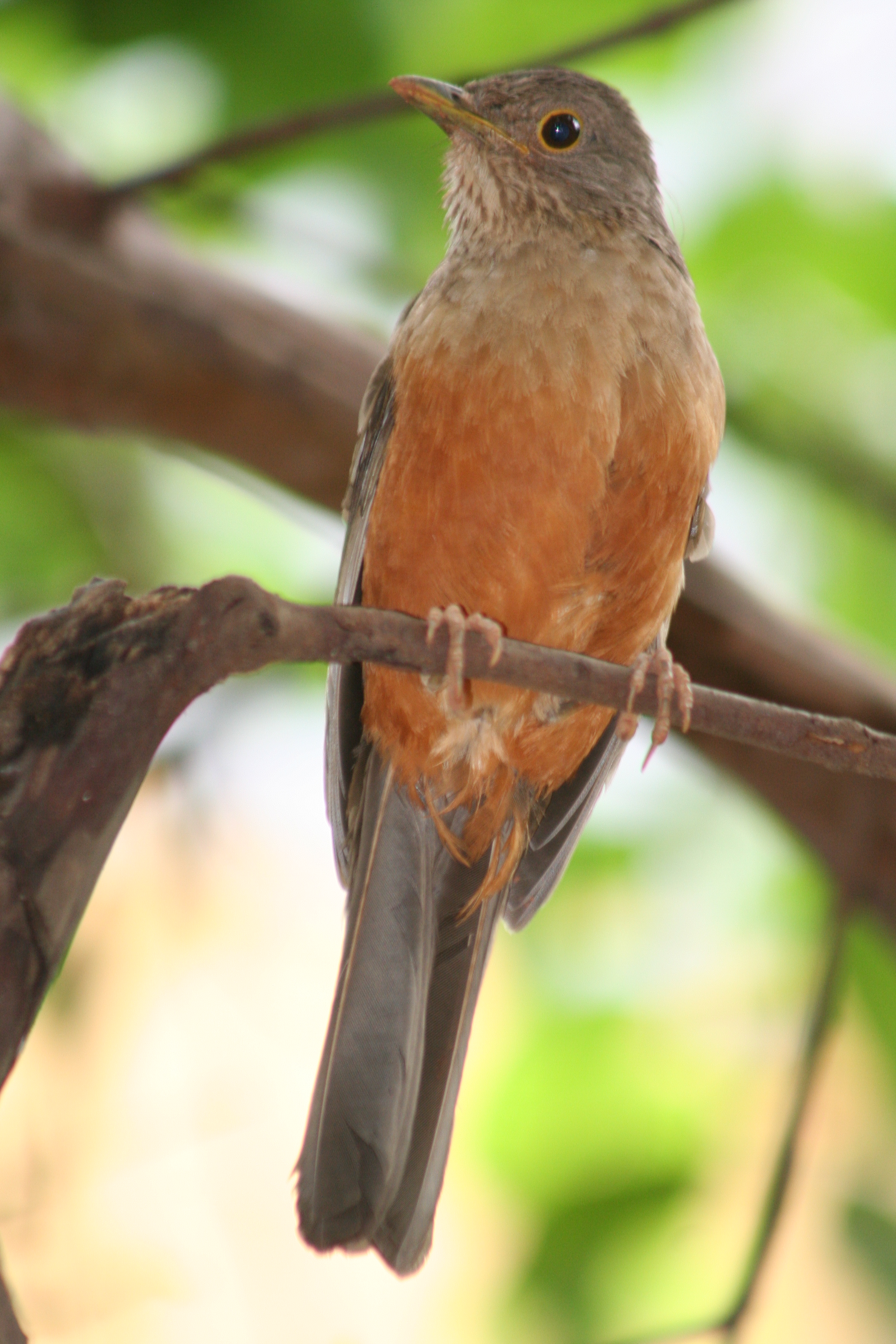Zorzal Común (Turdus rufiventris)