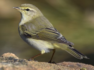 Willow Warbler (Phylloscopus trochilus)