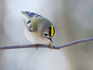 Goldcrest (Regulus regulus)