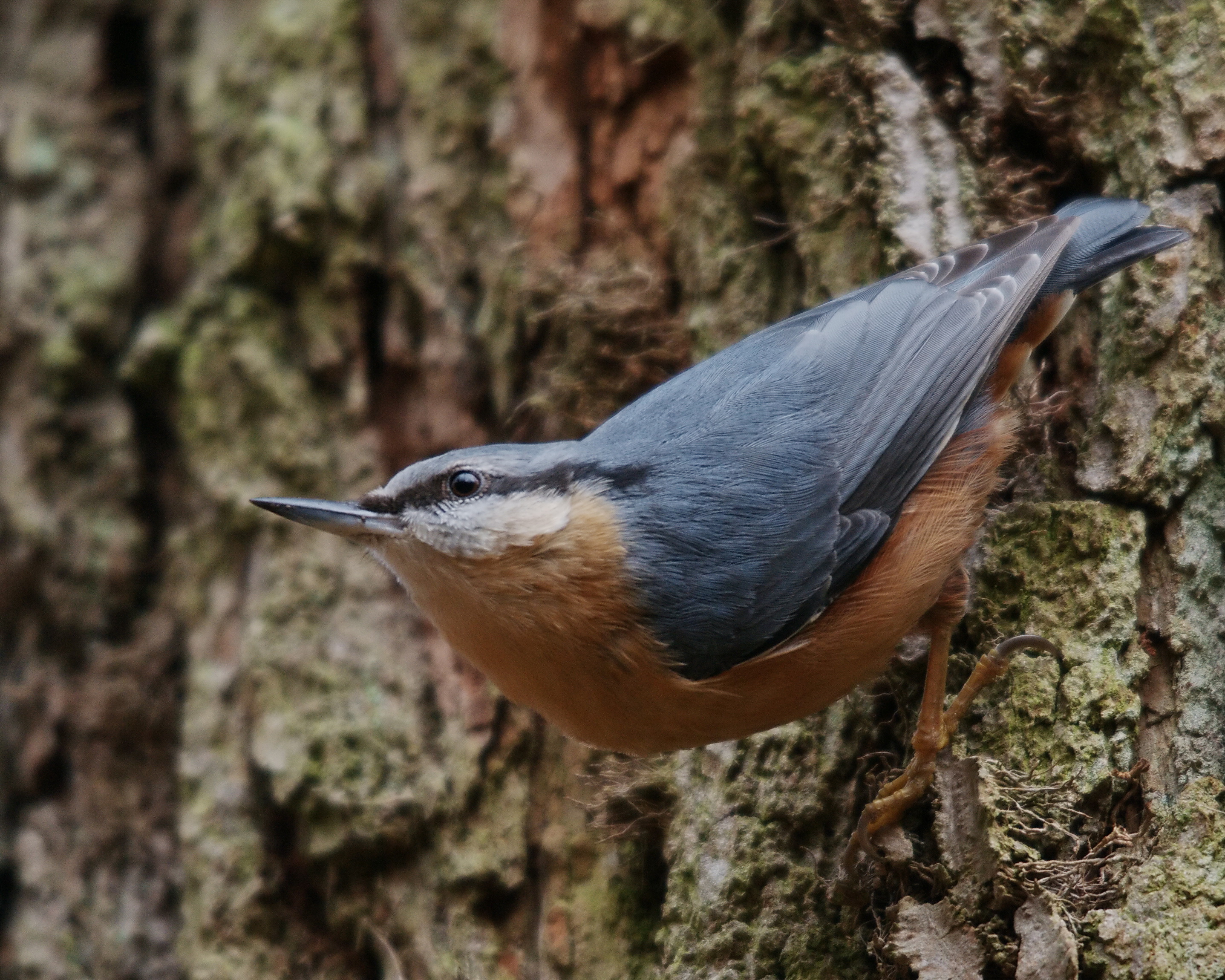 Eurasian Nuthatch (Sitta europaea)