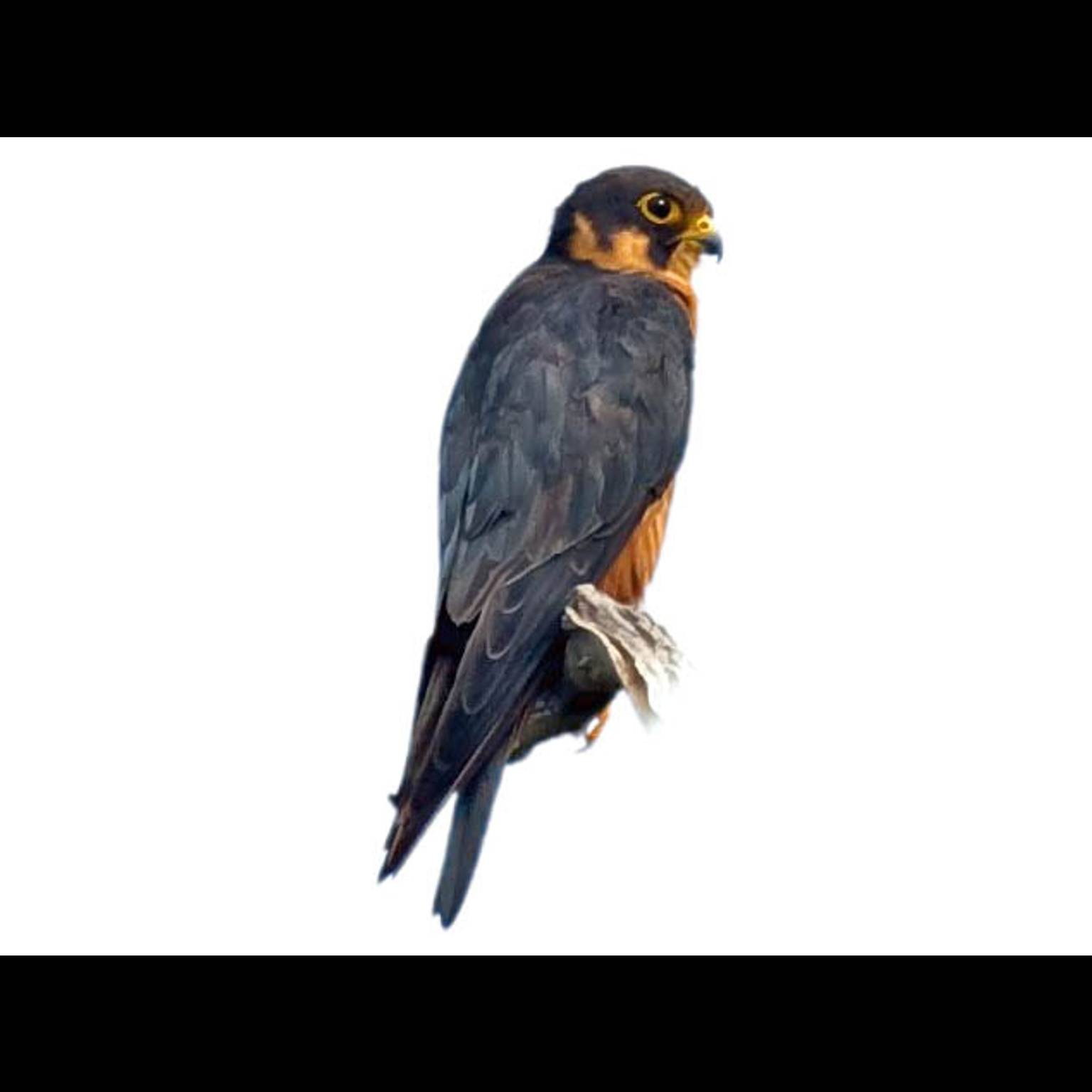 African Hobby (Falco cuvierii)