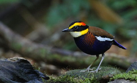 آكل النمل الماليزي المخطط (Hydrornis irena)