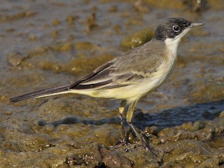 Pliszka czarnogłowa (Motacilla flava feldegg)