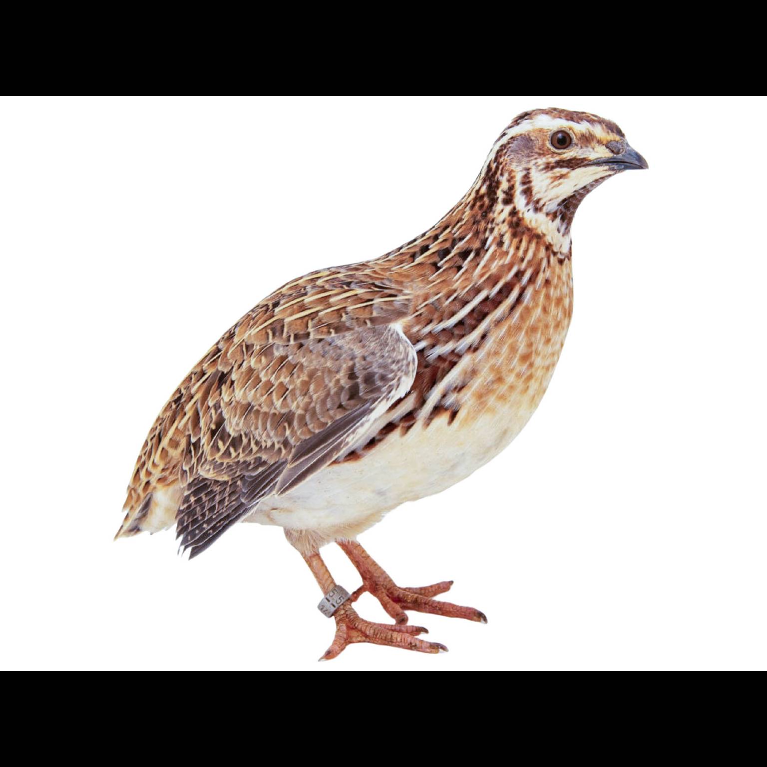 Bıldırcın (Coturnix coturnix)
