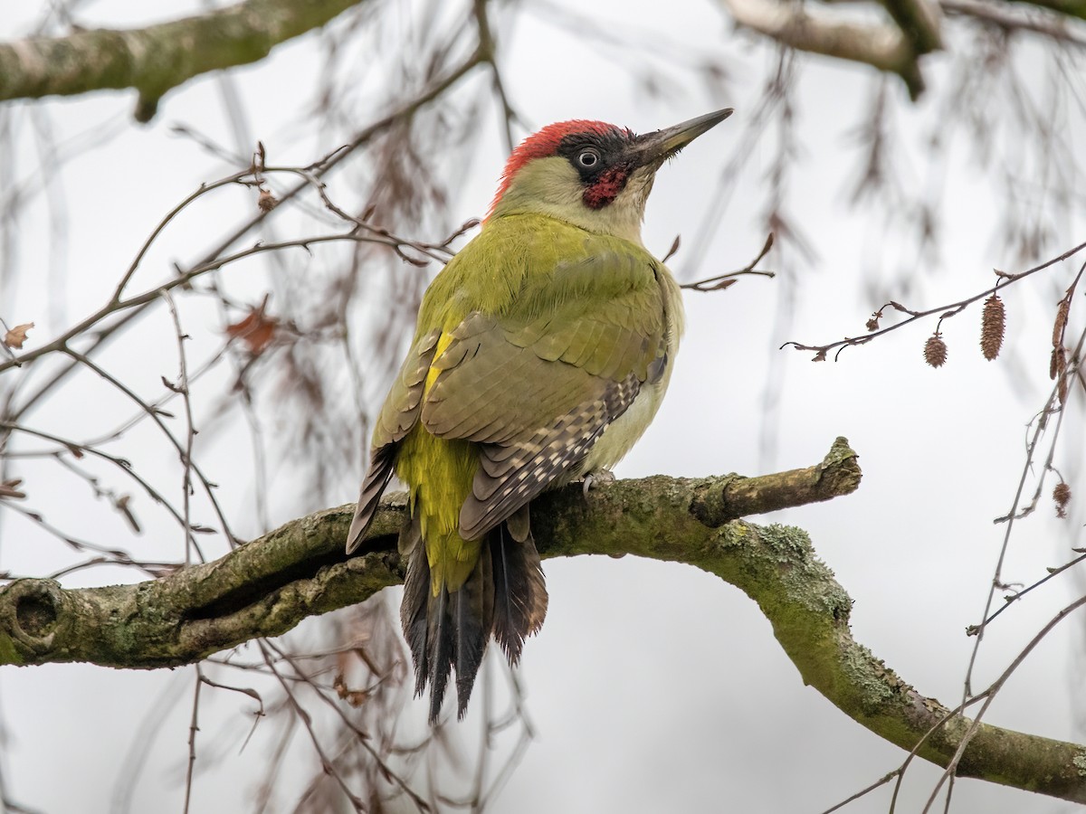 Zöld küllő (Picus viridis)