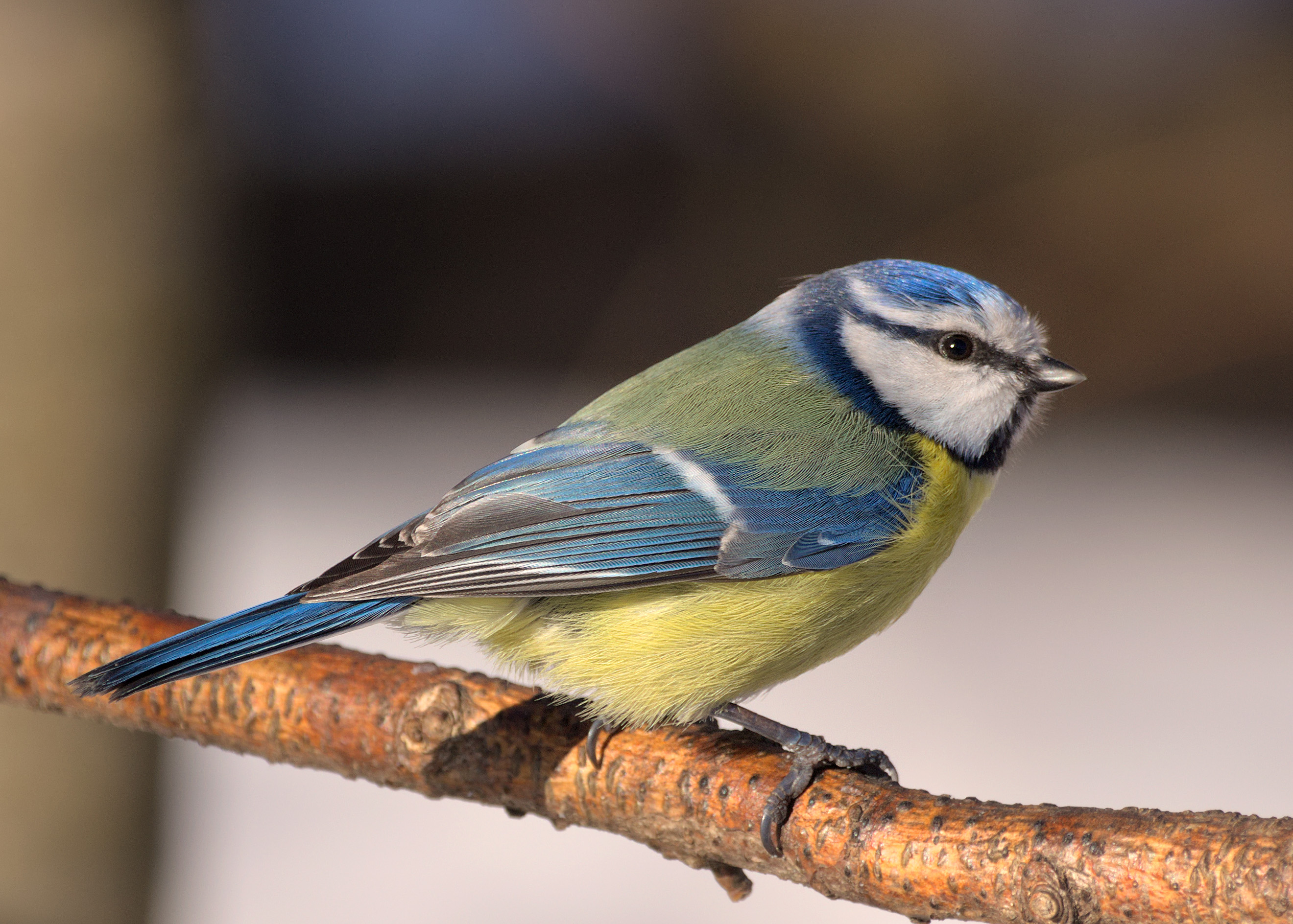 Blaumeise (Cyanistes caeruleus)