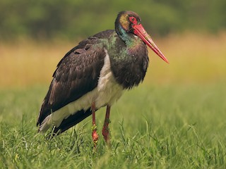 Čáp černý (Ciconia nigra)