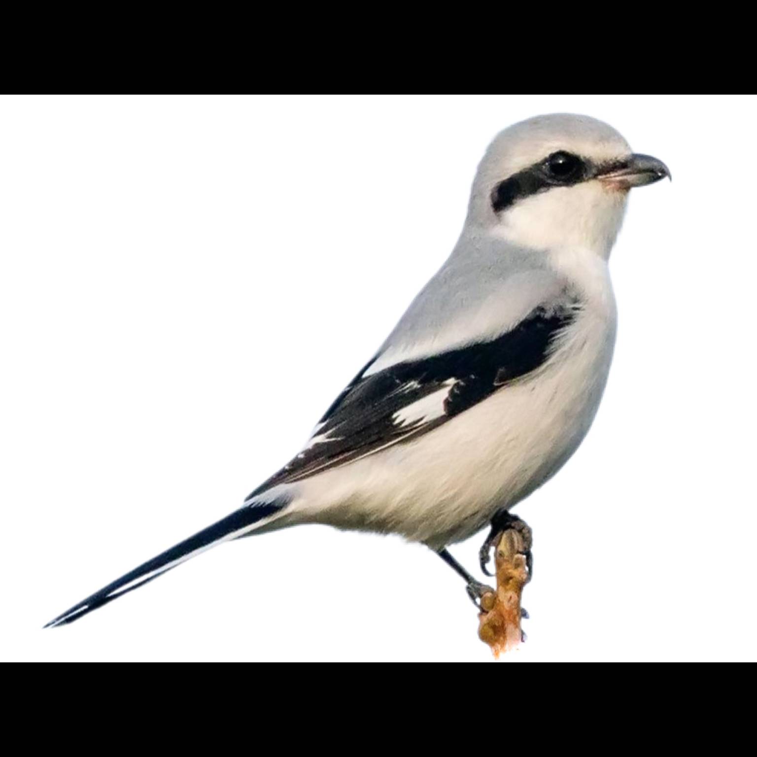 Srokosz zwyczajny (Lanius excubitor)