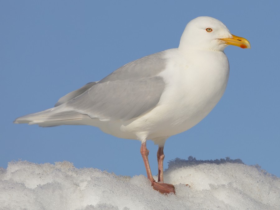 Полярная чайка (Larus hyperboreus)