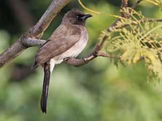 Bulbul comun (Pycnonotus barbatus)