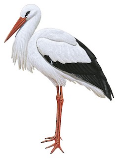 Bocian biały (Ciconia ciconia)