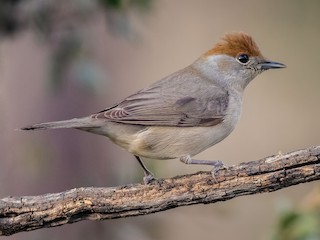 Blackcap (Sylvia atricapilla)