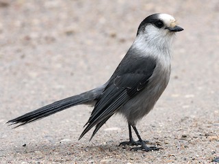 Mésangeai du Canada (Perisoreus canadensis)