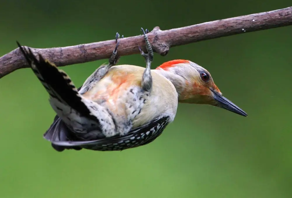 Red-bellied Woodpecker (Melanerpes carolinus)