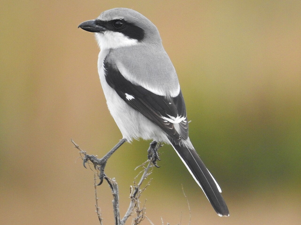 Loggerhead Shrike (Lanius ludovicianus)