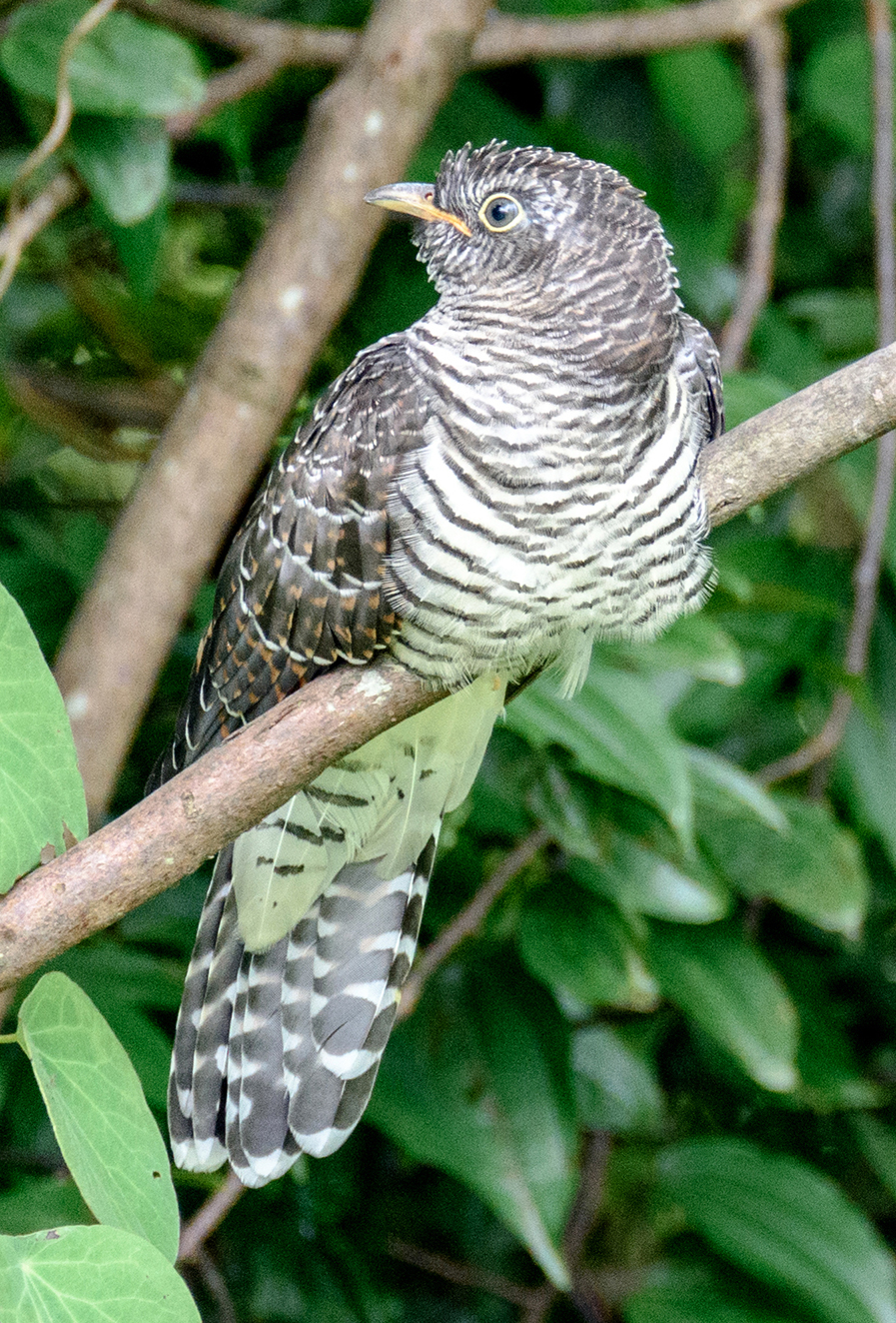 Cúc Cú Ấn Độ (Cuculus micropterus)