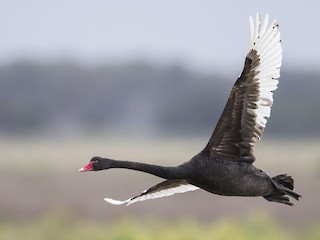 黑天鹅 (Cygnus atratus)