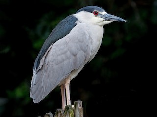 Black-crowned Night Heron (Nycticorax nycticorax)