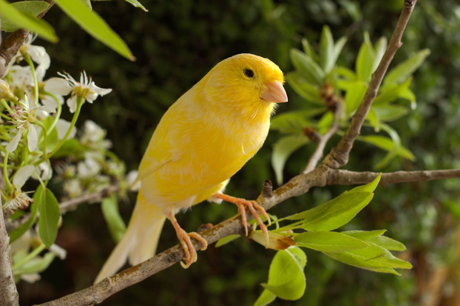 كناري (Serinus canaria)