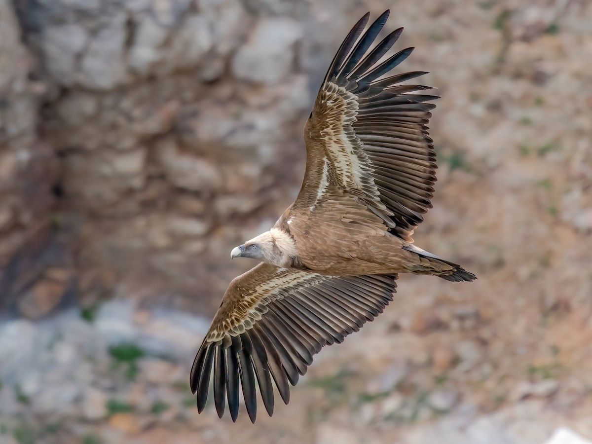 נשר מקראי (Gyps fulvus)