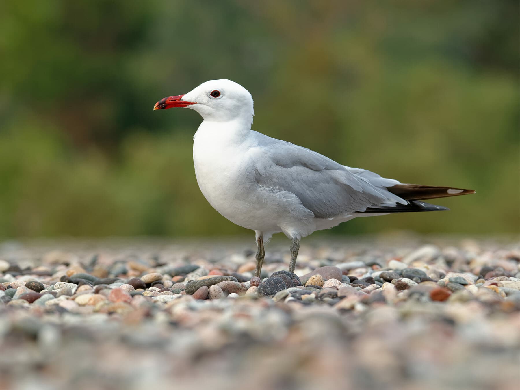 Audouin's Gull (Ichthyaetus audouinii)
