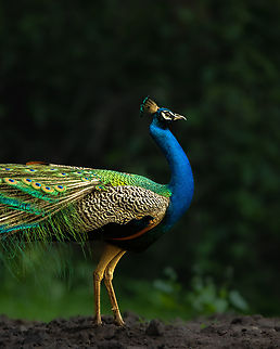 Páv korunkatý (Pavo cristatus)