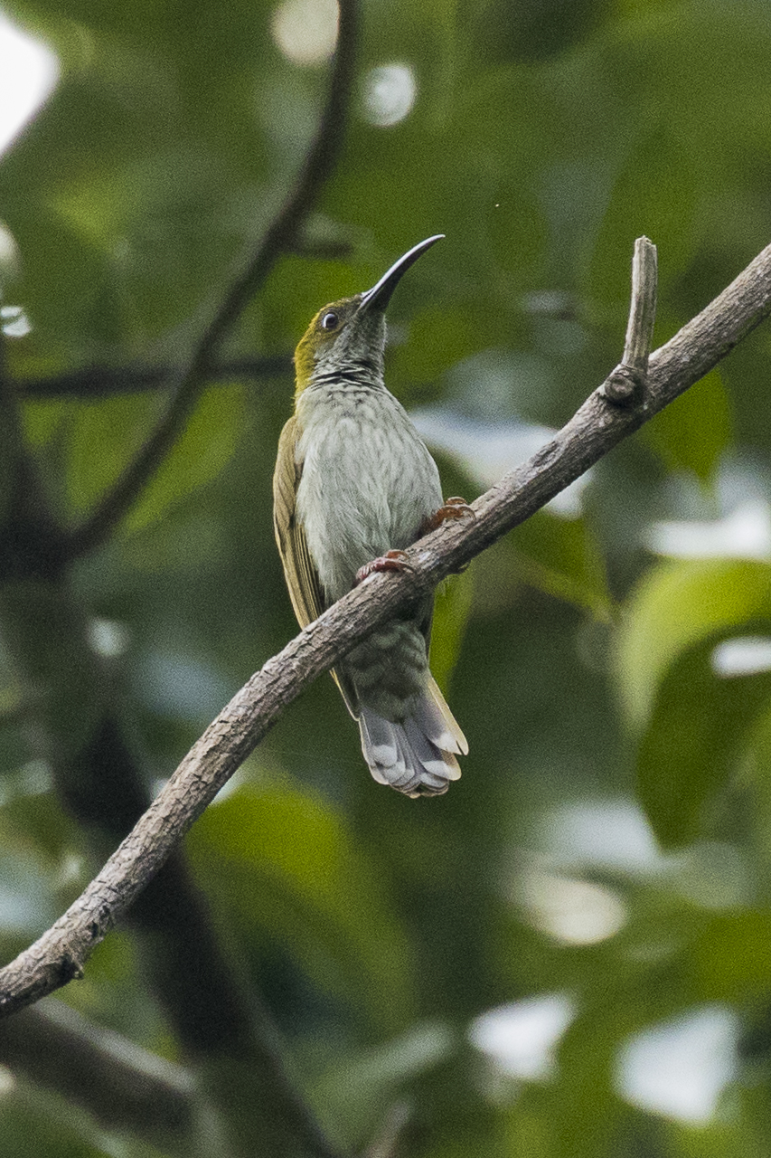 Burung Madu Jantung-bergaris (Arachnothera affinis)