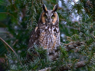 Long-eared Owl (Asio otus)