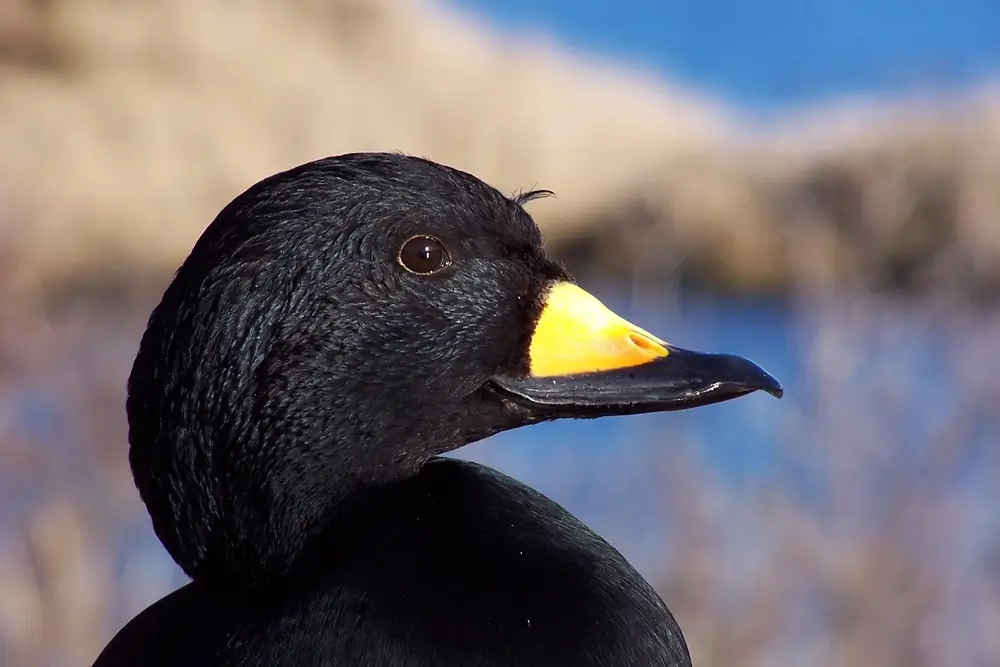 Американская синьга (Melanitta americana)