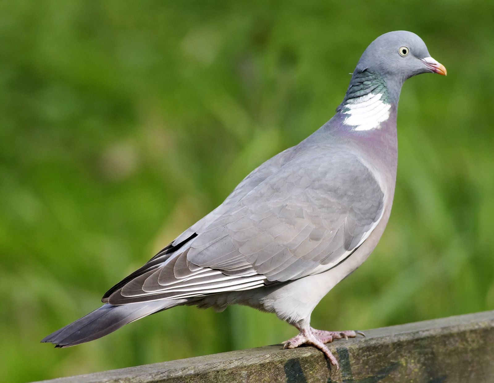 Wood Pigeon (Columba palumbus)