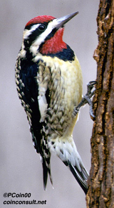 Yellow-bellied Sapsucker (Sphyrapicus varius)
