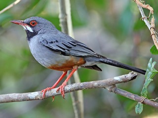 Merle à pattes rouges (Turdus plumbeus)