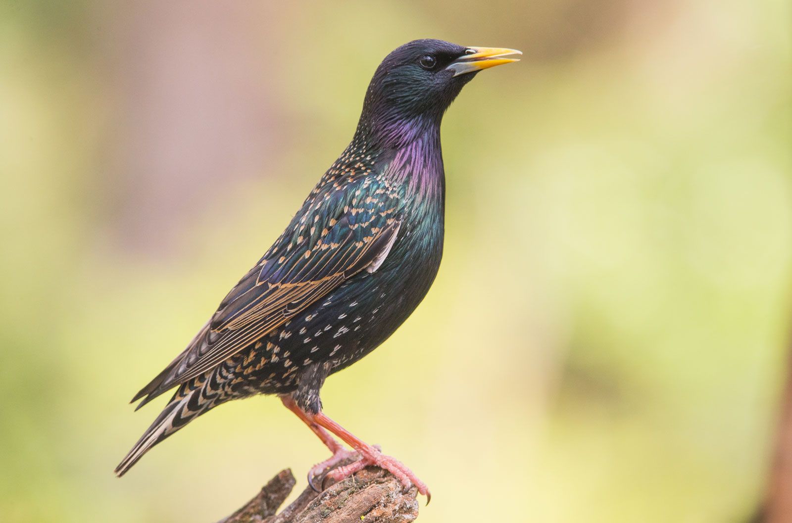 European Starling (Sturnus vulgaris)