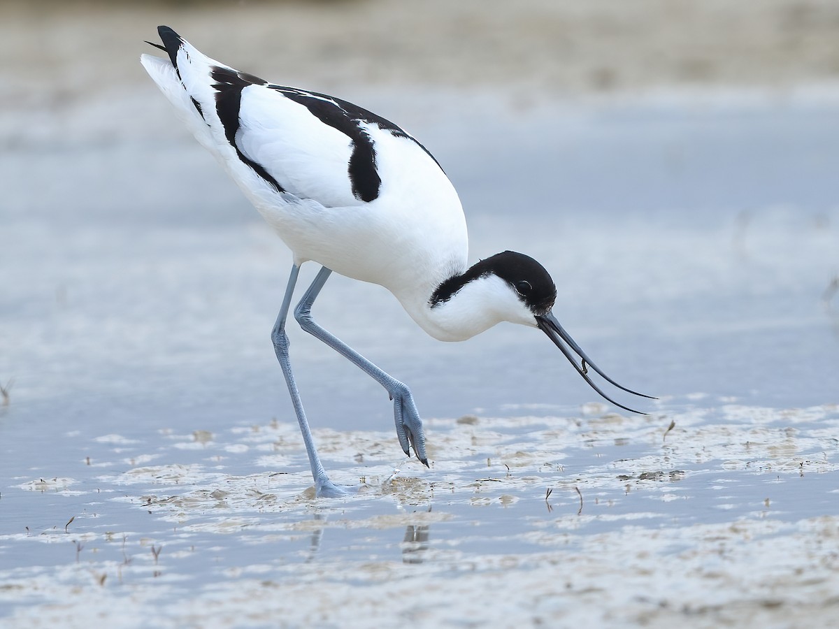 Pied Avocet (Recurvirostra avosetta)