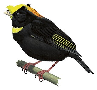 Saltarín Aliblanco (Masius chrysopterus)
