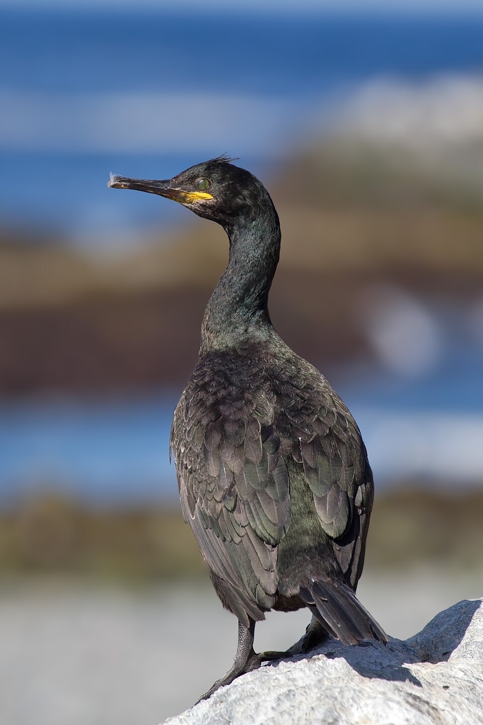 Европейский баклан (Phalacrocorax aristotelis)