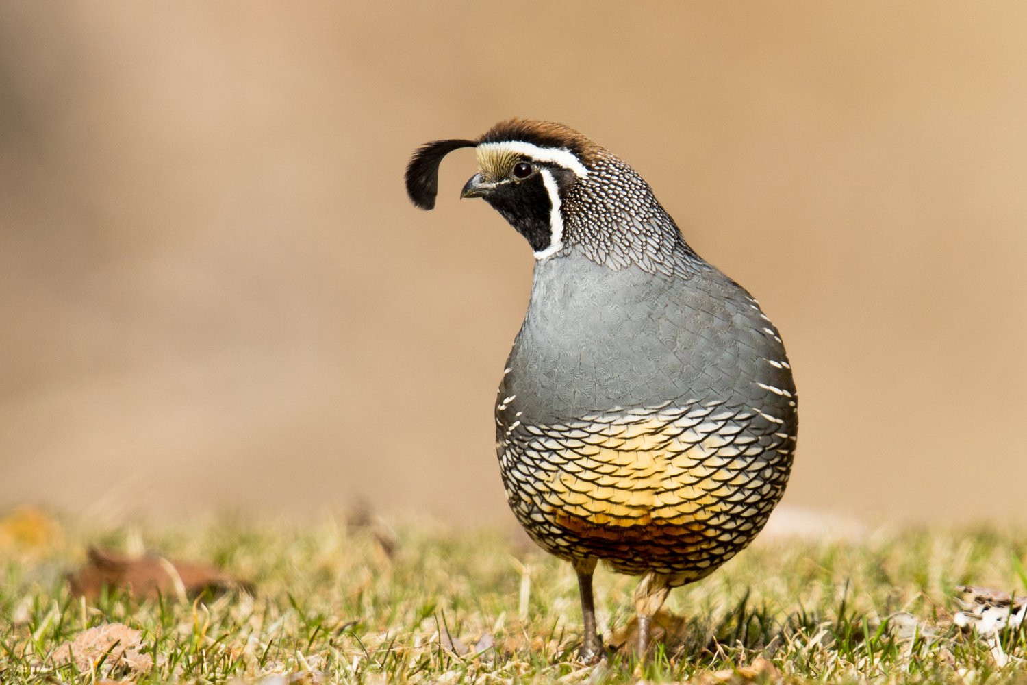 California Quail (Callipepla californica)