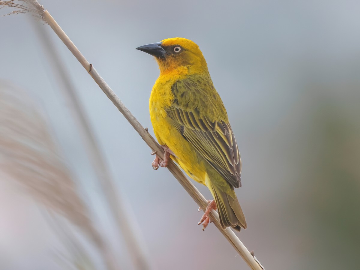 Cape Weaver (Ploceus capensis)