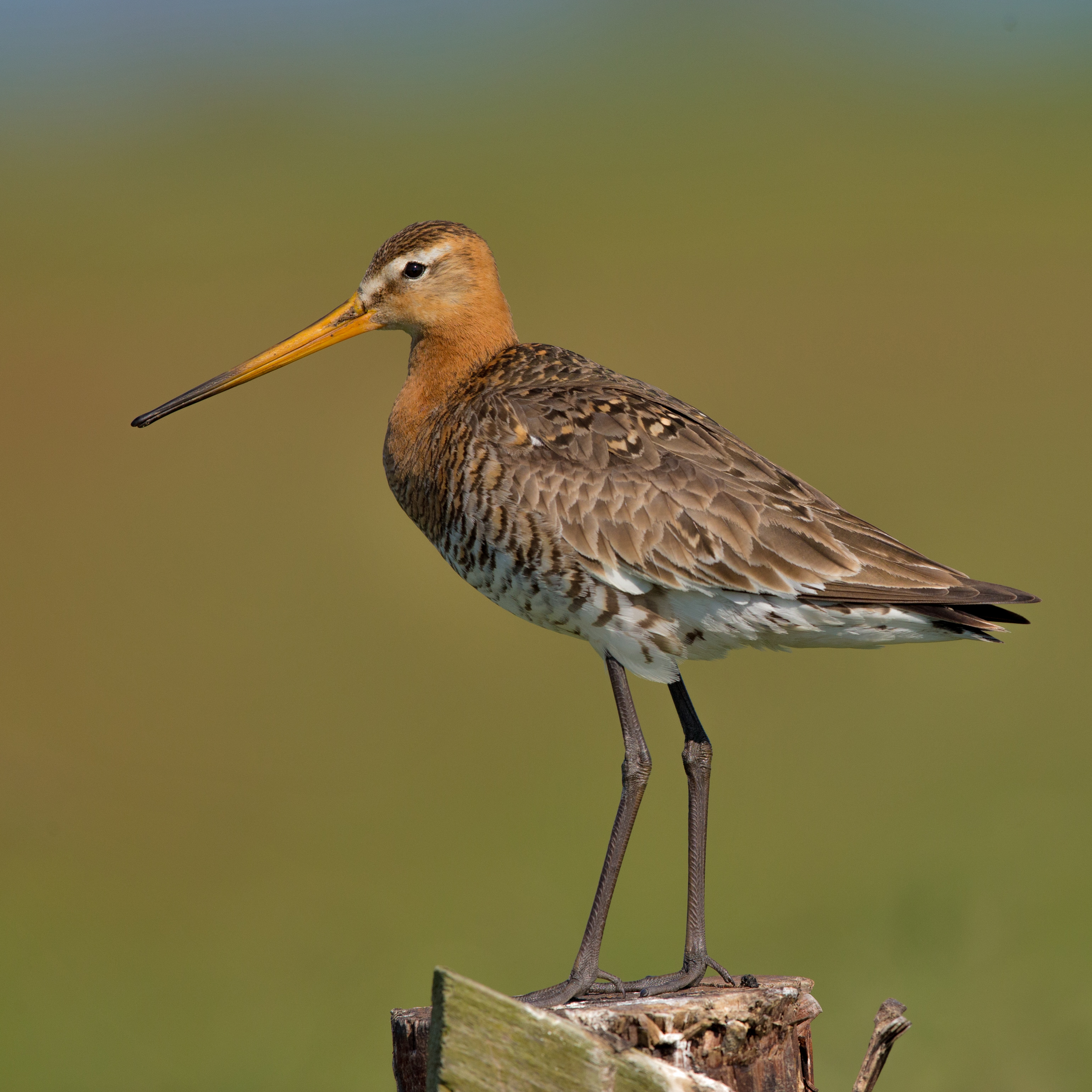 Pittima Reale (Limosa limosa)
