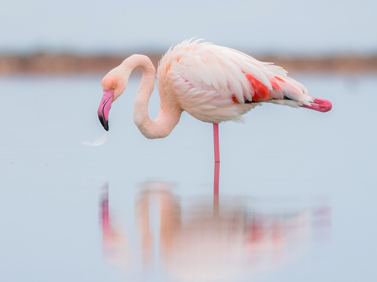 Grote Flamingo (Phoenicopterus roseus)