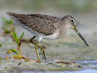 짧은부리도요 (Limnodromus griseus)
