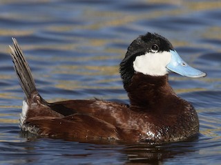 Американская савка (Oxyura jamaicensis)