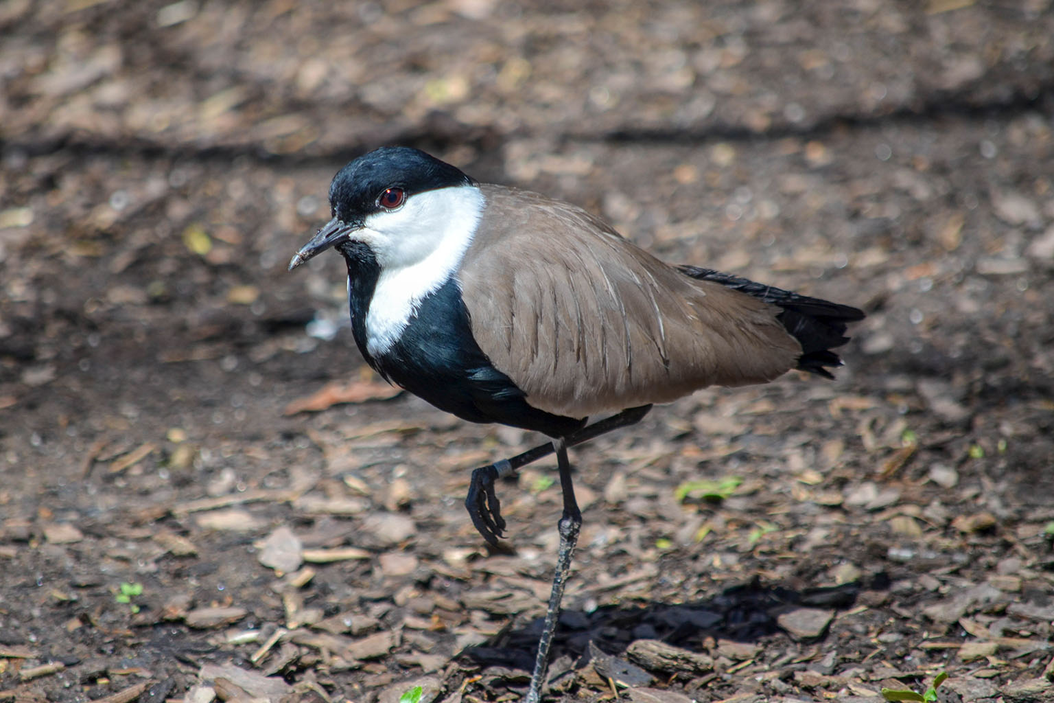לימוזה מצוייצת (Vanellus spinosus)