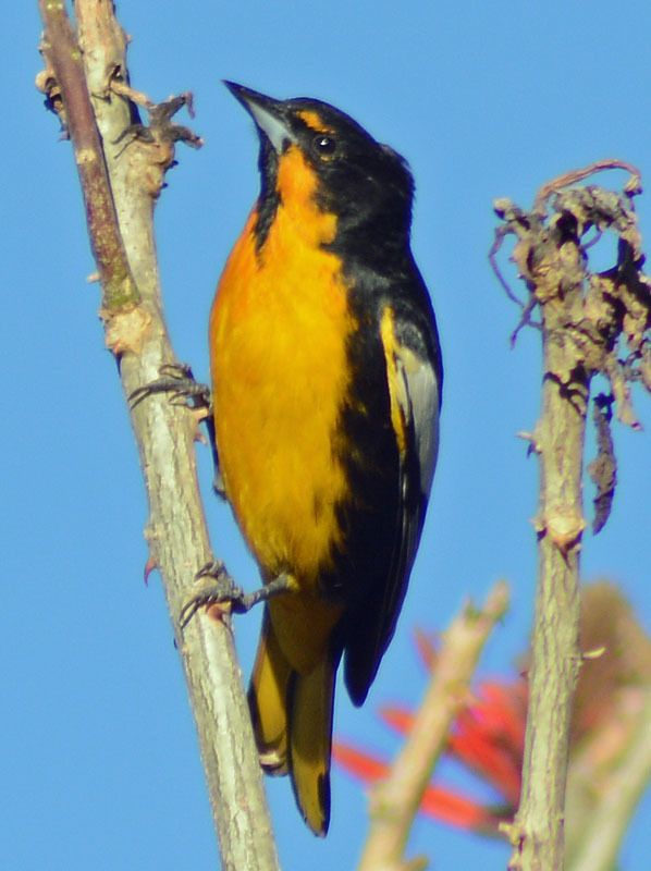 Oriol de espalda negra (Icterus abeillei)